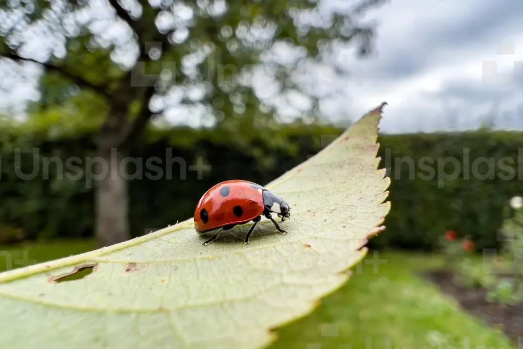 Coccinelle rouge avec points noirs sur une feuille, flou d'arrière-plan vert et ciel nuageux.