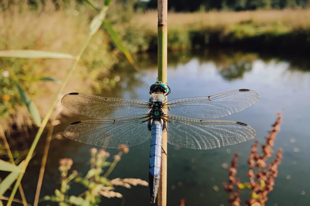 Libellule posée sur une tige, sur fond de nature verdoyante et point d'eau.