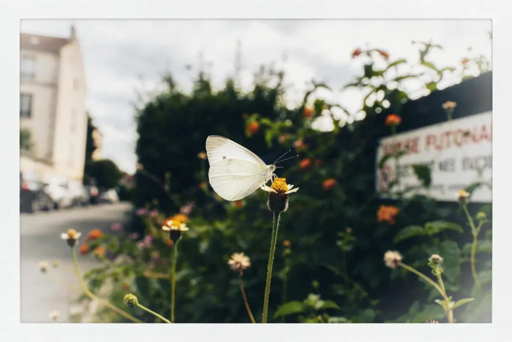 Papillon blanc posé sur une fleur jaune, arrière-plan flou avec plantes et panneau. Scène extérieure ensoleillée.