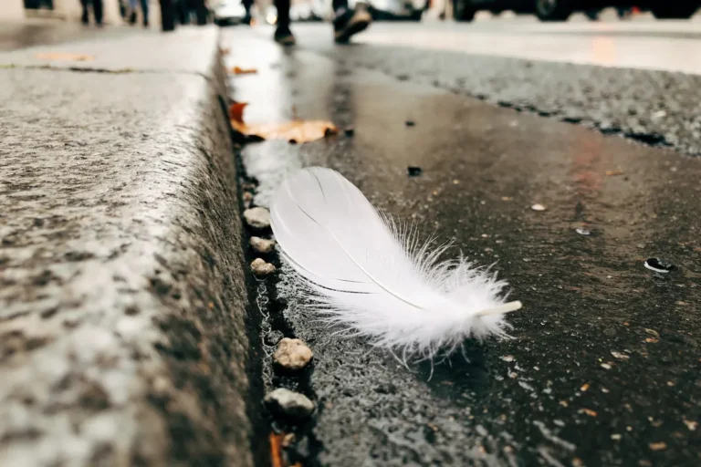 Plume blanche sur un trottoir mouillé, entourée de petites pierres et de feuilles mortes.