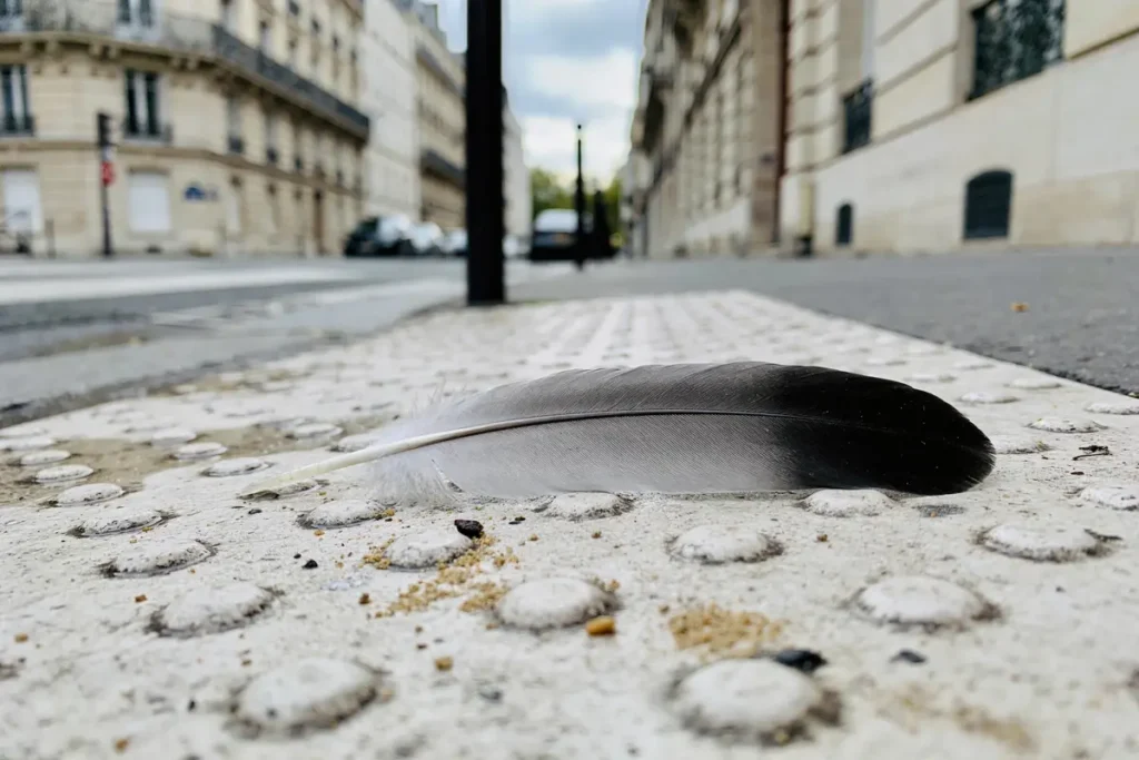 Une plume noire et blanche repose sur un trottoir urbain, entourée d'immeubles.