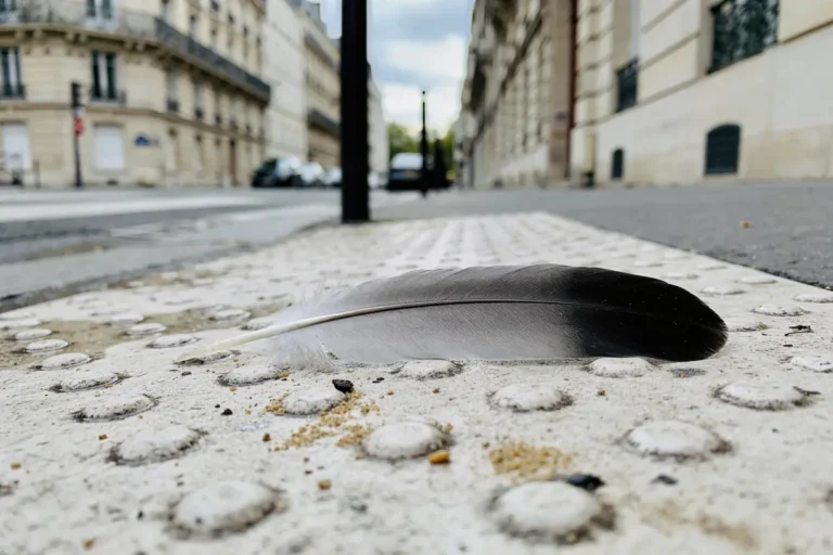 Une plume noire et blanche repose sur un trottoir urbain, entourée d'immeubles.