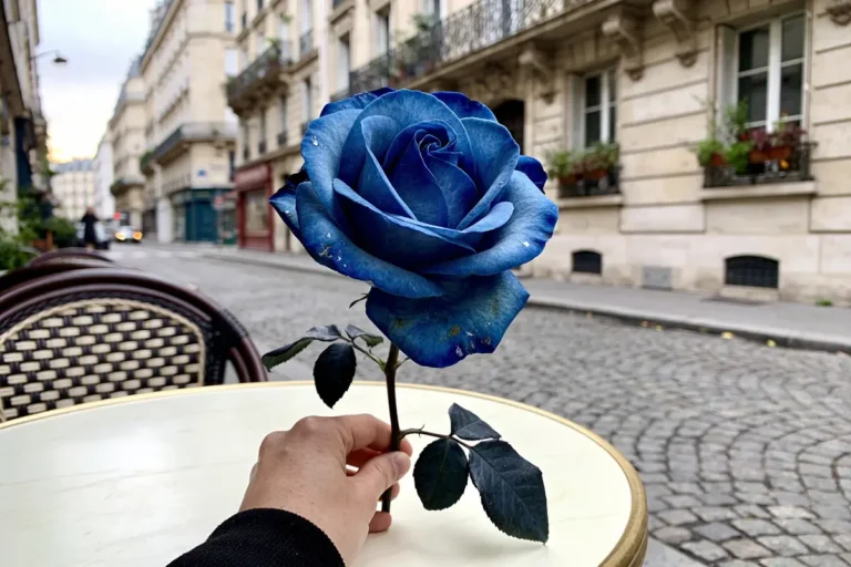 Une main tient une rose bleue sur une table, rue pavée, immeubles parisiens en arrière-plan.