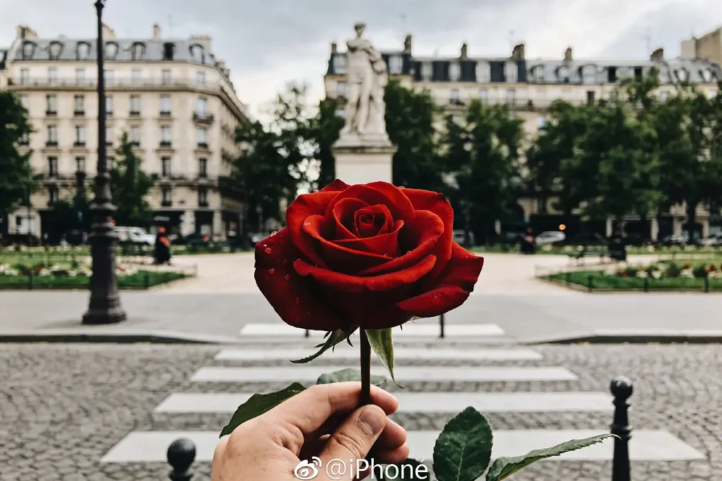 Main tenant une rose rouge devant une place parisienne avec bâtiments et statue en arrière-plan.