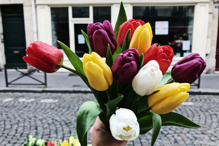 Bouquet de tulipes multicolores, notamment rouges, jaunes, blanches, tenu devant une rue pavée et une boutique.